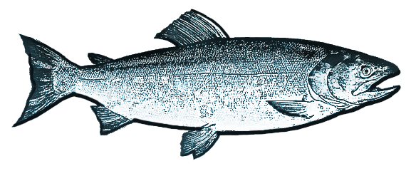 chum salmon